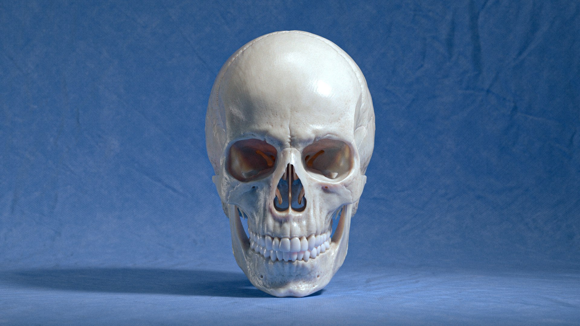 3D Human Anatomy - Skull Model - TurboSquid 2419186