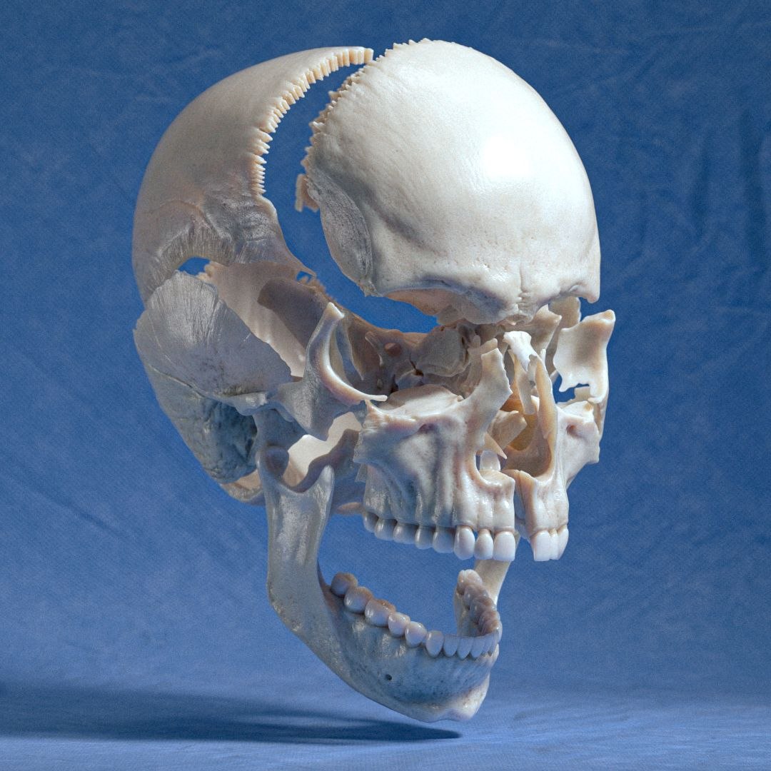 3D Human Anatomy - Skull Model - TurboSquid 2419186