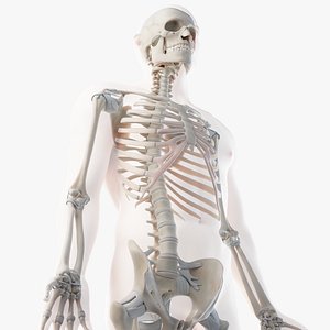 3D male skin skeleton ligaments model