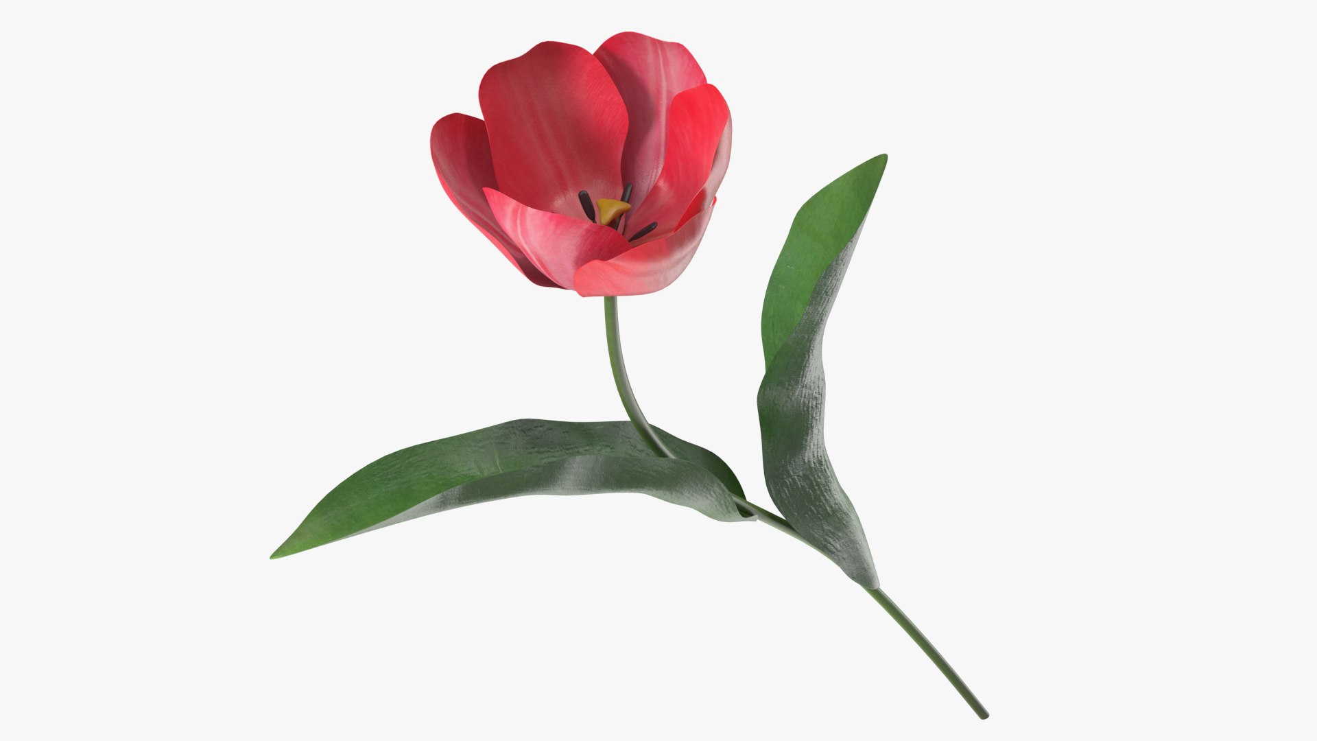 Pink Blooming Tulip Flower 3D model preview