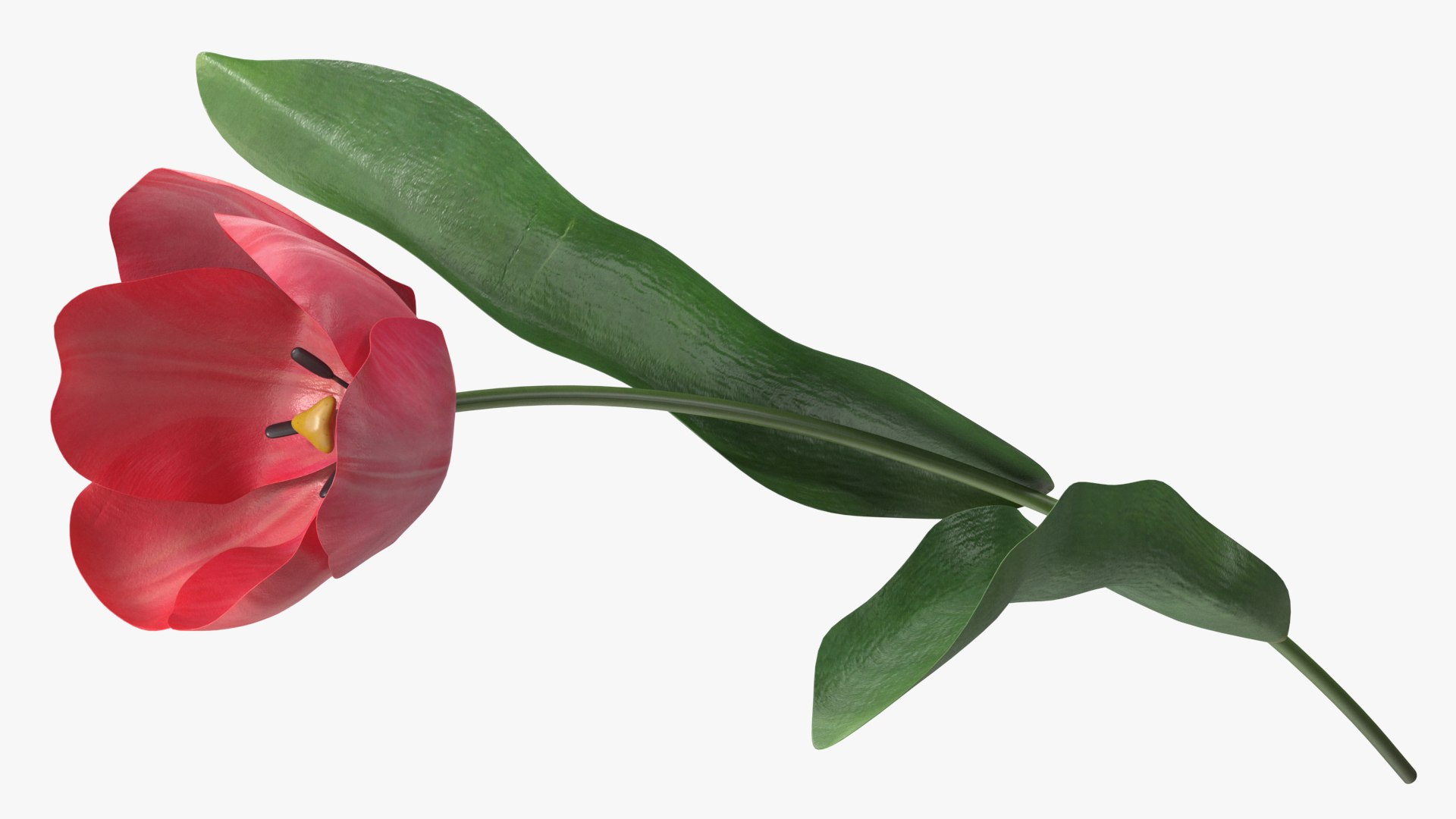 3D Pink Blooming Tulip Flower https://p.turbosquid.com/ts-thumb/dy/OJh4an/IZ/pinkbloomingtulipflowermb3dmodel007/jpg/1707524621/1920x1080/fit_q87/92e82e4bbe6d3a8db387ad74584c6b6c06643ace/pinkbloomingtulipflowermb3dmodel007.jpg