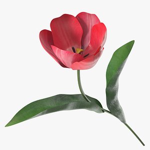 Pink Blooming Tulip Flower