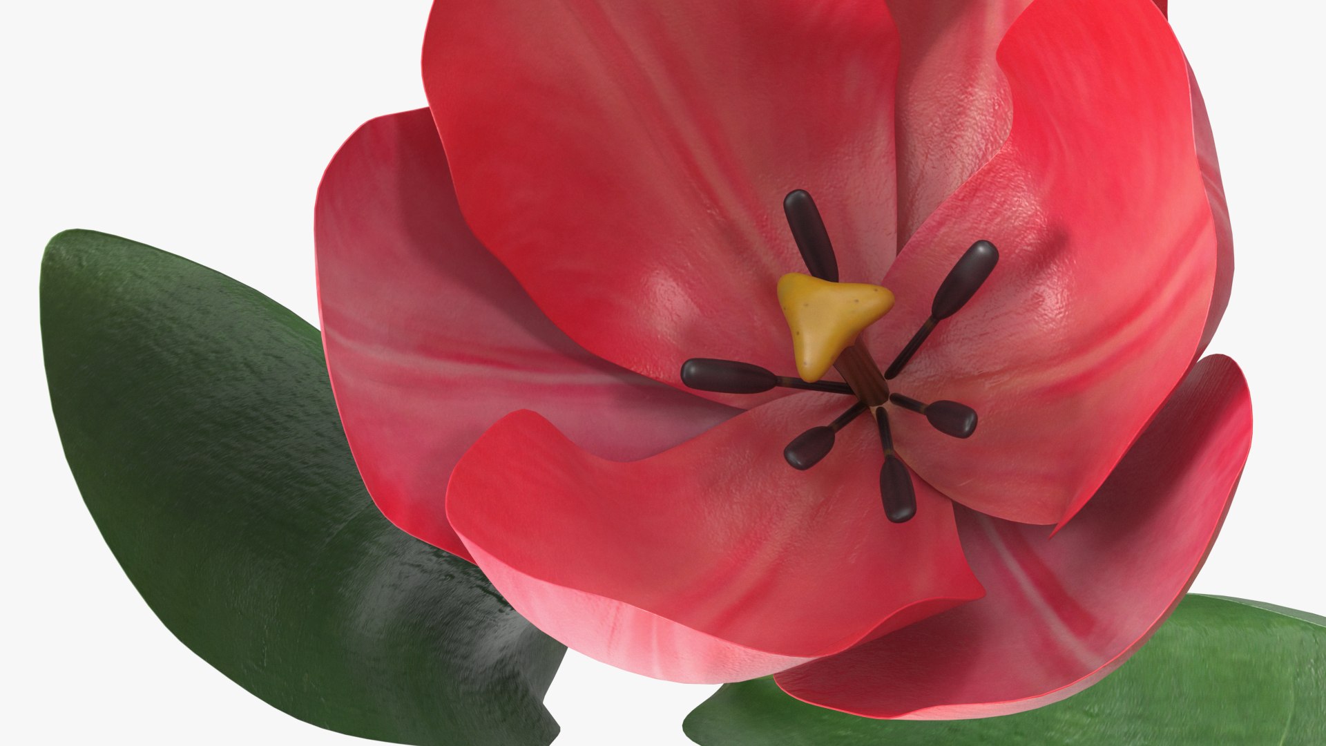 3D Pink Blooming Tulip Flower https://p.turbosquid.com/ts-thumb/dy/OJh4an/J5/pinkbloomingtulipflowermb3dmodel009/jpg/1707524630/1920x1080/fit_q87/125076463c3a37c62c18818284e67634caa8dd15/pinkbloomingtulipflowermb3dmodel009.jpg