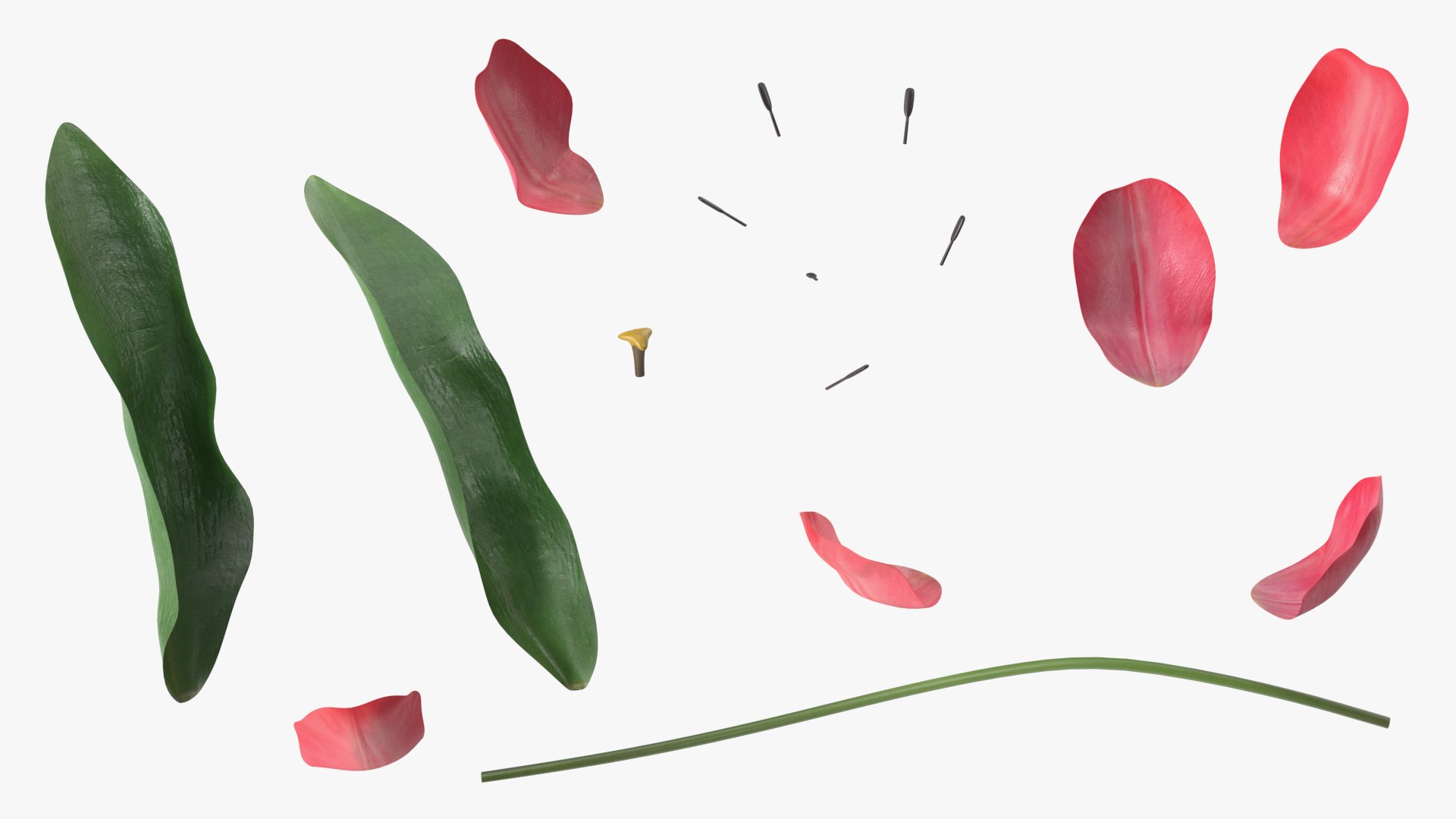 3D Pink Blooming Tulip Flower https://p.turbosquid.com/ts-thumb/dy/OJh4an/Ox/pinkbloomingtulipflowermb3dmodel010/jpg/1707524635/1920x1080/fit_q87/828c624668e31c57c04ae548e81d9b95d4454d4e/pinkbloomingtulipflowermb3dmodel010.jpg