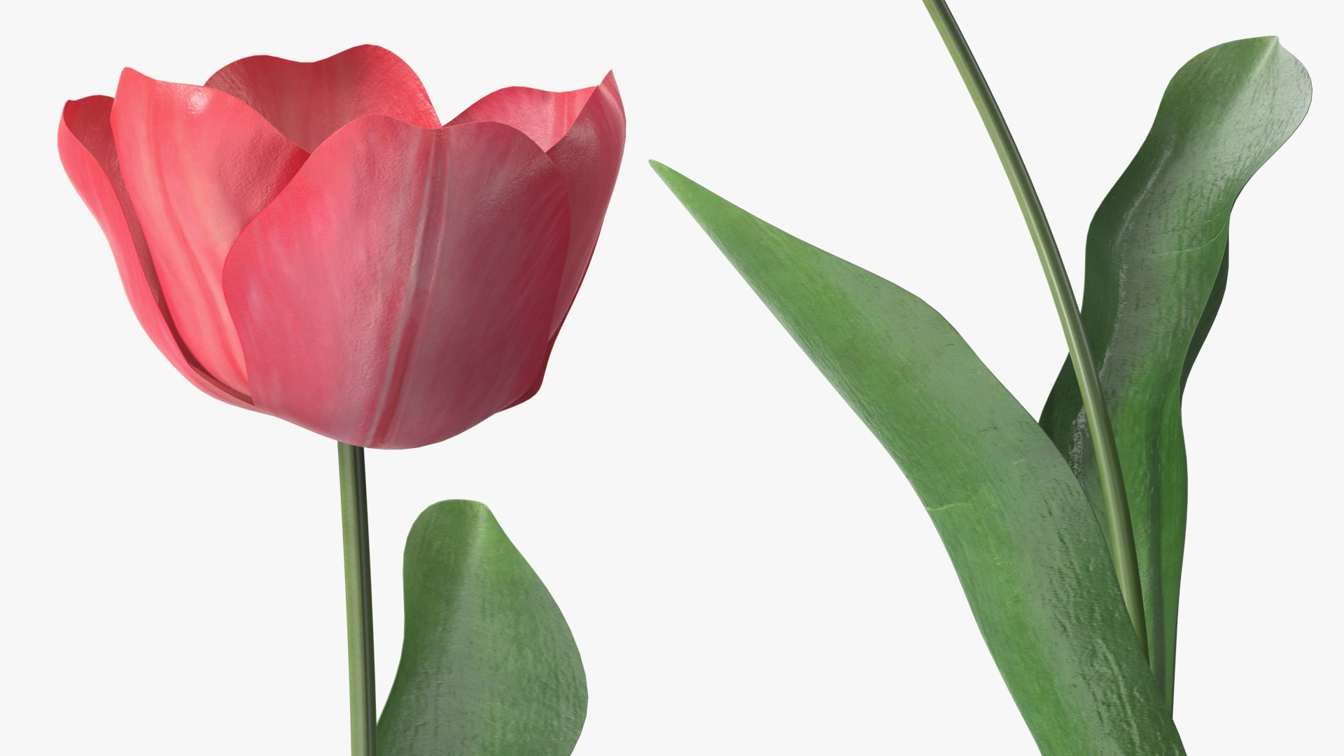 3D Pink Blooming Tulip Flower https://p.turbosquid.com/ts-thumb/dy/OJh4an/Us/pinkbloomingtulipflowermb3dmodel006/jpg/1707524616/1920x1080/fit_q87/baf6f3a99407bc3ba5afd1e416a076588d590b38/pinkbloomingtulipflowermb3dmodel006.jpg