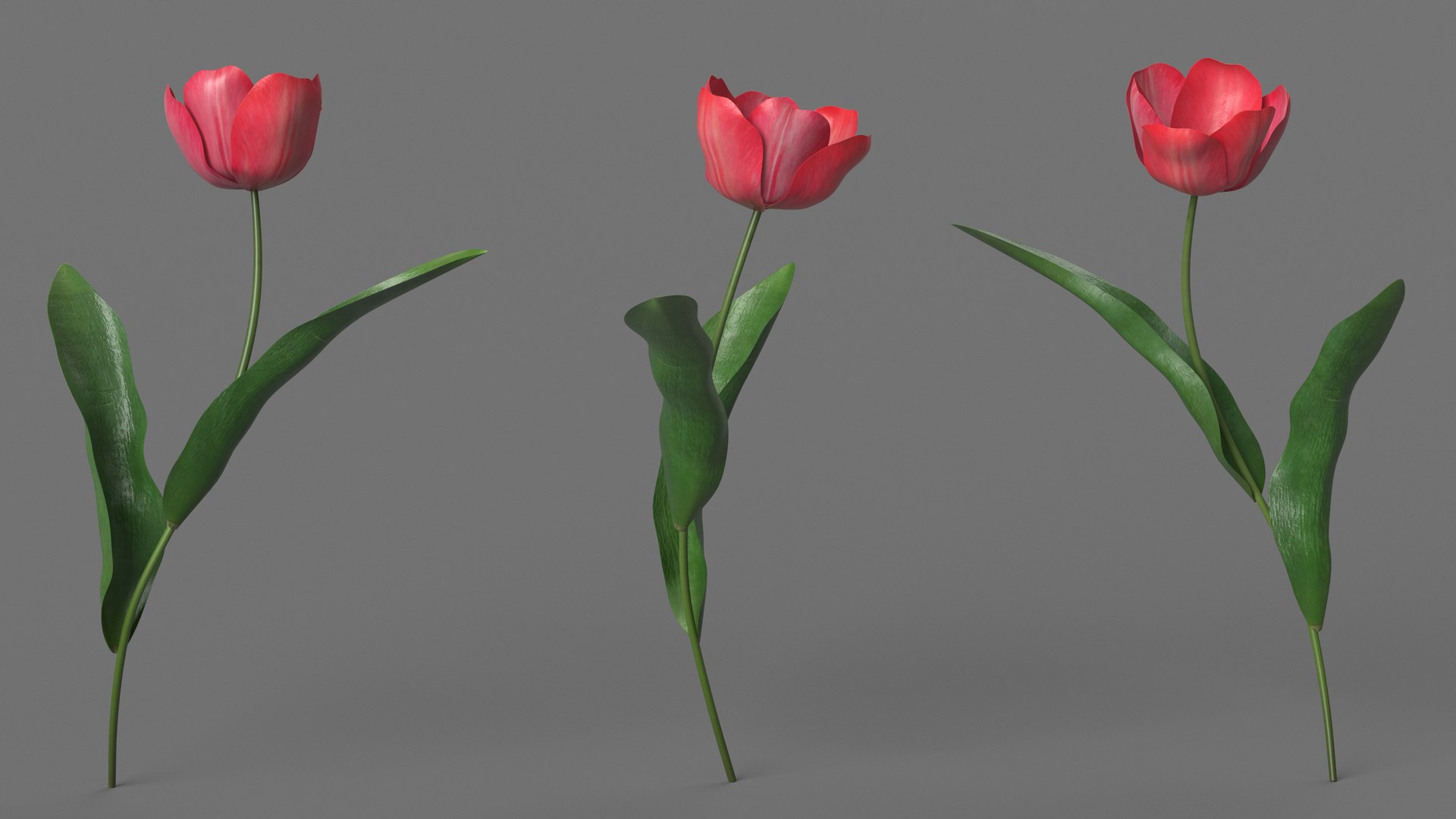 3D Pink Blooming Tulip Flower https://p.turbosquid.com/ts-thumb/dy/OJh4an/WJ/pinkbloomingtulipflowermb3dmodel004/jpg/1707524606/1920x1080/fit_q87/fa72d8a2dd8b0c16d8c185a777afdaa4ca700e87/pinkbloomingtulipflowermb3dmodel004.jpg