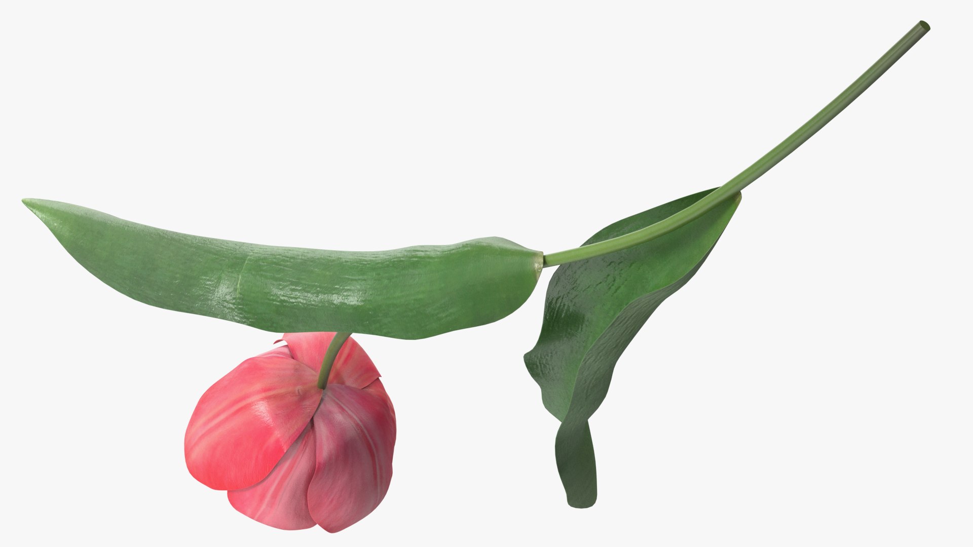 3D Pink Blooming Tulip Flower https://p.turbosquid.com/ts-thumb/dy/OJh4an/Wt/pinkbloomingtulipflowermb3dmodel008/jpg/1707524626/1920x1080/fit_q87/405b94f405ebf711b16111dff60e76644421f110/pinkbloomingtulipflowermb3dmodel008.jpg