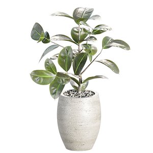 Ficus Elastica Robusta V532 3D Plant Model 3D model