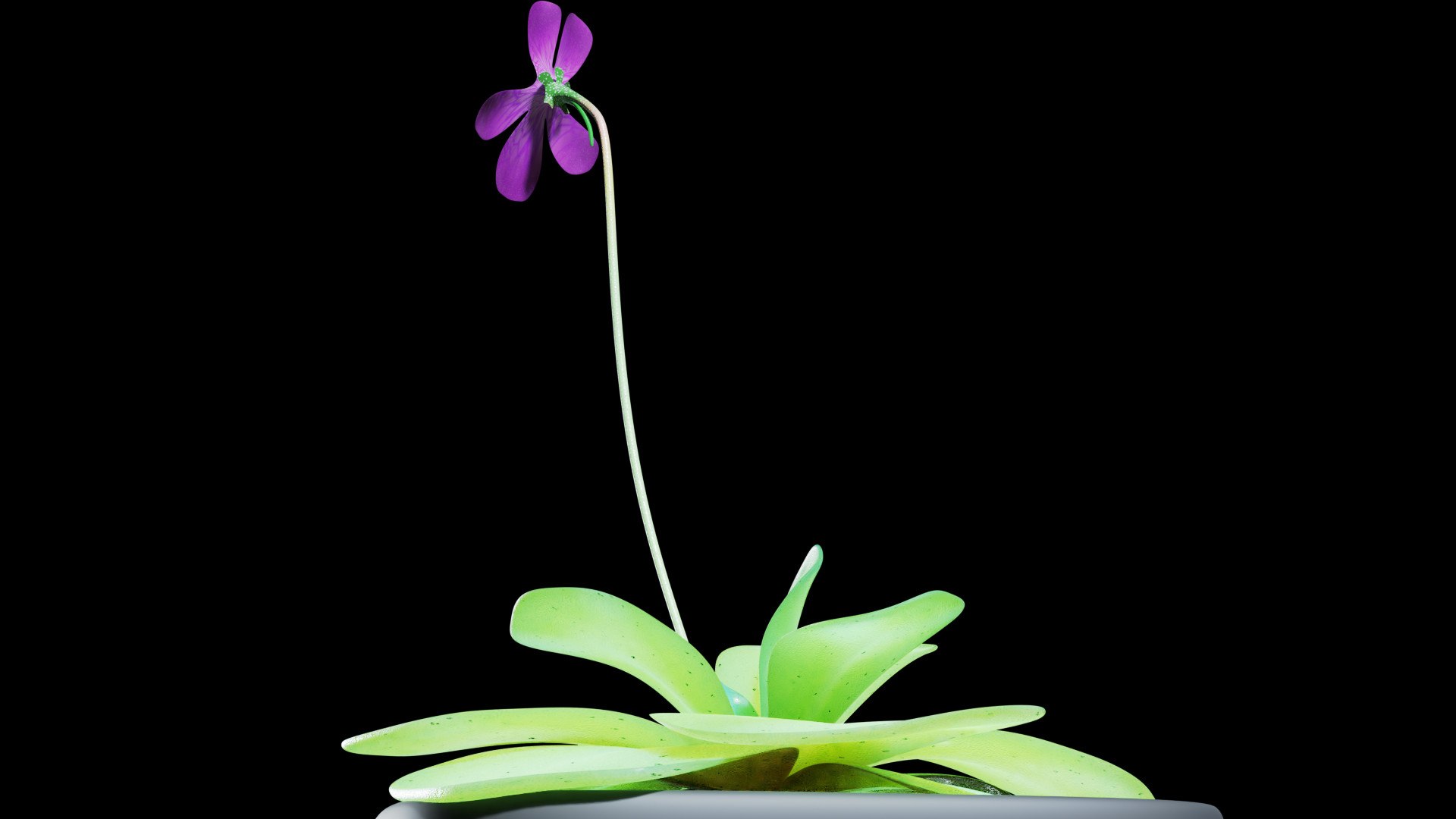 plant butterwort 3D model https://p.turbosquid.com/ts-thumb/dy/fIgmOX/8P/0005/jpg/1607537577/1920x1080/fit_q87/d953c517fc9aca2718afd335bb450a8a596d9817/0005.jpg