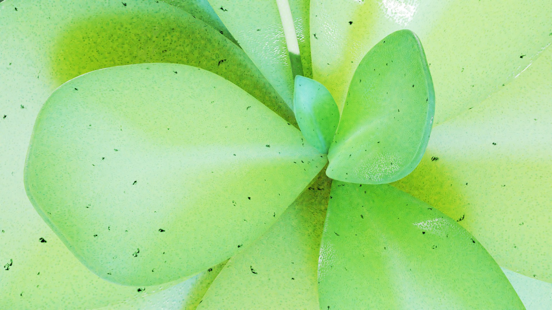 plant butterwort 3D model https://p.turbosquid.com/ts-thumb/dy/fIgmOX/E4/0008/jpg/1607537591/1920x1080/fit_q87/1a038f8ae421462f91c54822fd729feb5c6af56d/0008.jpg
