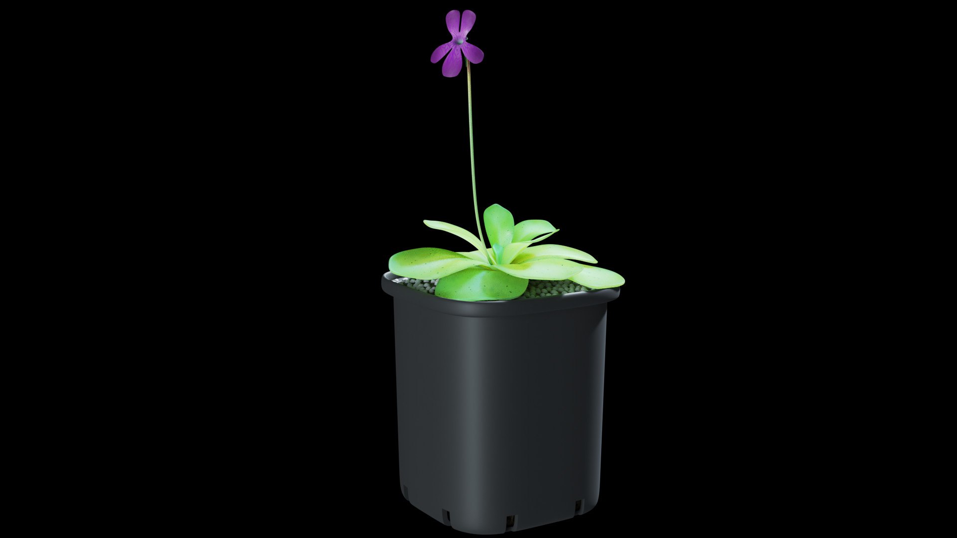 plant butterwort 3D model https://p.turbosquid.com/ts-thumb/dy/fIgmOX/KM/0004/jpg/1607537579/1920x1080/fit_q87/0532ebb6e30273c29e103d9a6c9176b1bded4fda/0004.jpg
