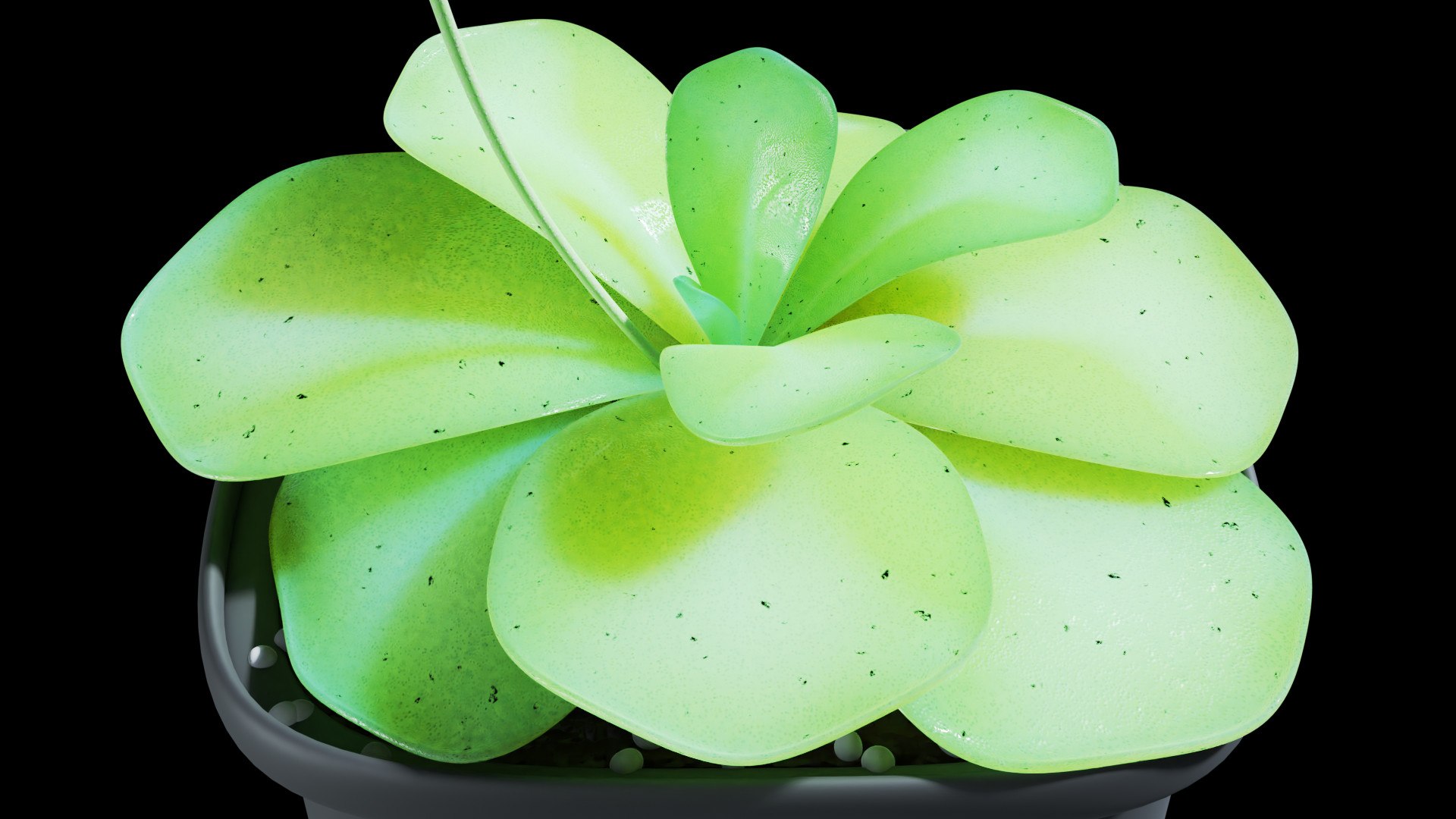 plant butterwort 3D model https://p.turbosquid.com/ts-thumb/dy/fIgmOX/Ou/0002/jpg/1607537577/1920x1080/fit_q87/e41bb862e0efcd713a0b35fc1708b60dfe8568c4/0002.jpg