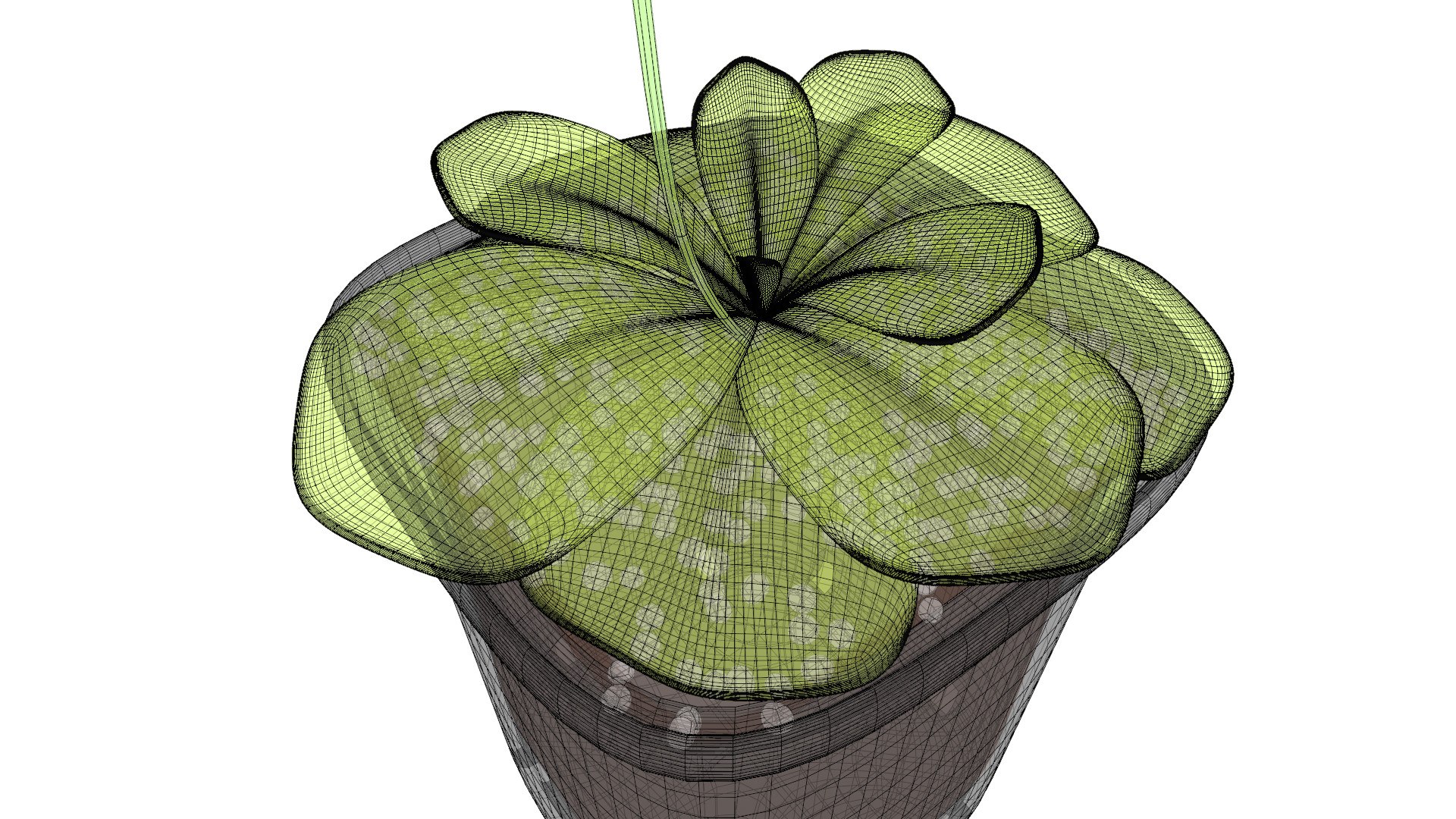plant butterwort 3D model https://p.turbosquid.com/ts-thumb/dy/fIgmOX/Z4/0016/jpg/1607537600/1920x1080/fit_q87/7df4339a4eda181e44abbcae475abd1b0fe965d3/0016.jpg