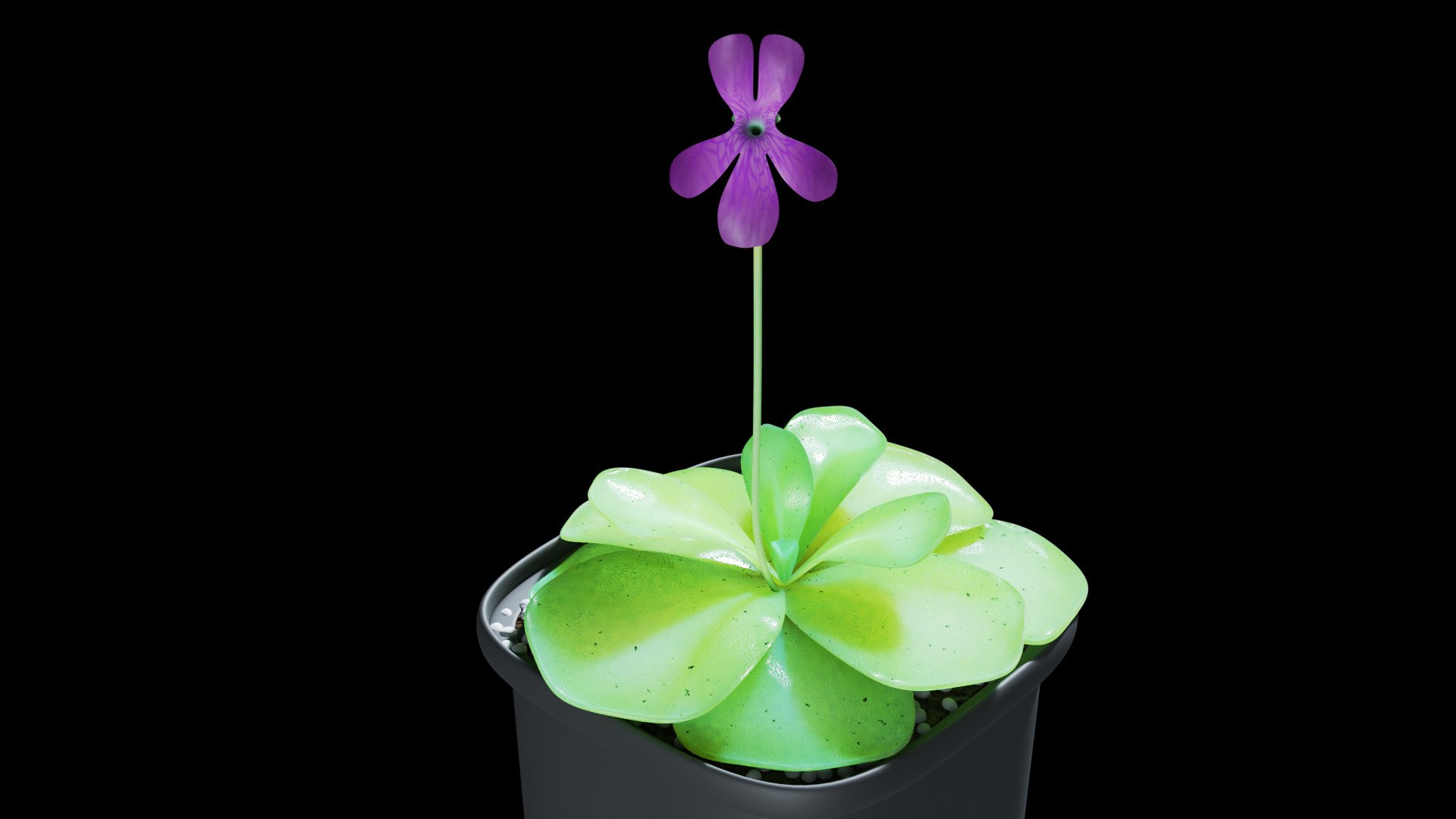 plant butterwort 3D model https://p.turbosquid.com/ts-thumb/dy/fIgmOX/mB/0007/jpg/1607537581/1920x1080/fit_q87/a4f00960c8d818d16c133e7299a50fc4922b012e/0007.jpg