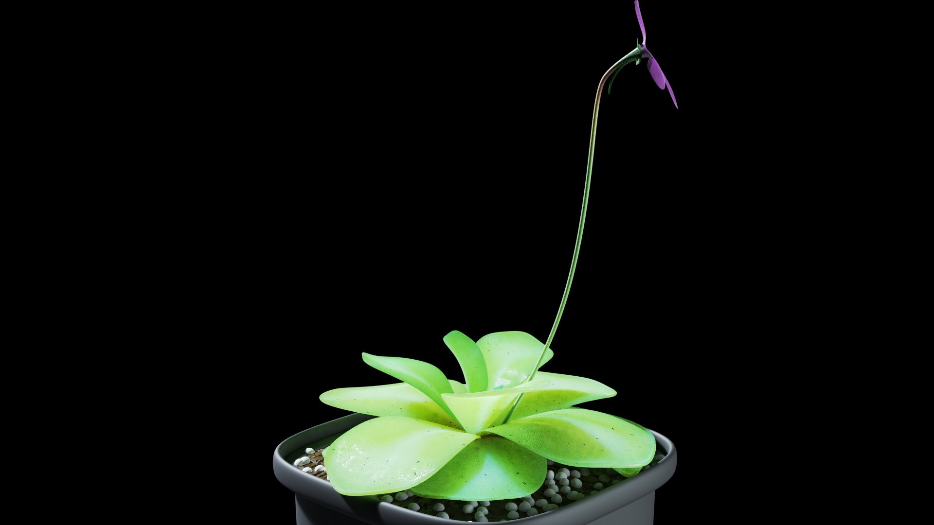 plant butterwort 3D model https://p.turbosquid.com/ts-thumb/dy/fIgmOX/vN/0006/jpg/1607537577/1920x1080/fit_q87/f16188635708841b3d7fd717ab536fb1b8d04f43/0006.jpg