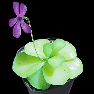 plant butterwort 3D model