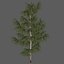 Tree birch