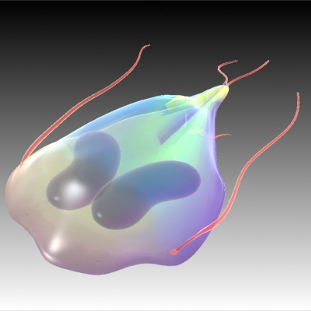 maya 20 micro objects set https://p.turbosquid.com/ts-thumb/dy/xuoSkQ/H6QwFR0U/giardia/jpg/1214241493/1920x1080/fit_q87/29eb07f80f6e389da5211345529668b75c38f42c/giardia.jpg