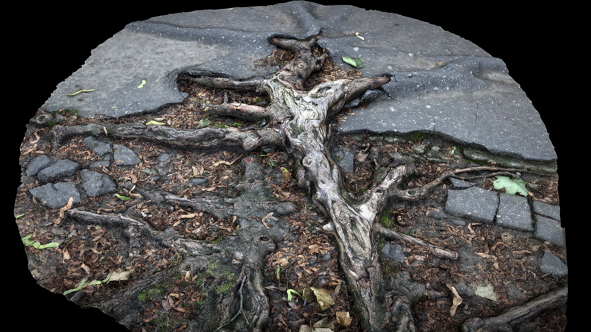 Asphalt Roots Damaged Road Part6 Photogrammetry 3D - TurboSquid 2338075