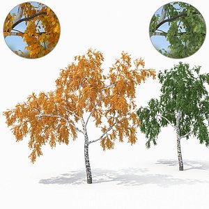 birch tree seasons 1 3D model