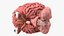 Female Anatomy Brain 3D model