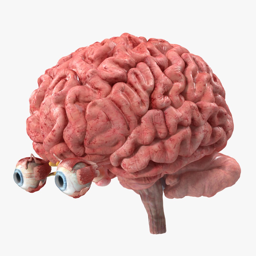 Female Anatomy Brain 3D model preview