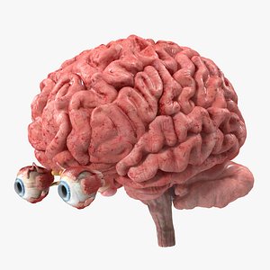 Female Anatomy Brain