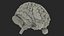 Female Anatomy Brain 3D model