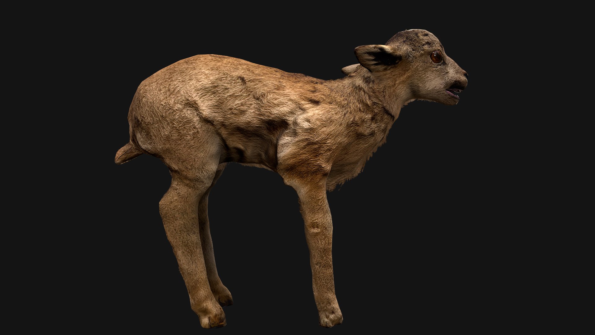 3D Fawn Deer - TurboSquid 2060583
