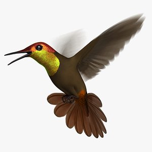 3D ruby-topaz hummingbird animation ruby model