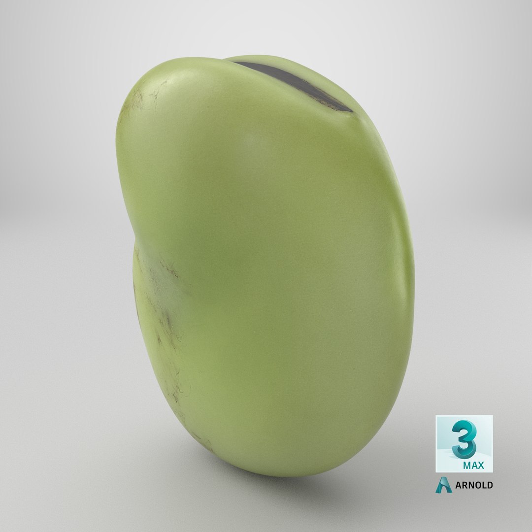 3D model Broad Bean Kernel - 3D Scanned https://p.turbosquid.com/ts-thumb/dz/H6SBf9/6y/stemcell_max_arnold_render/png/1782794108/1920x1080/fit_q87/8e3e11c7c2d885d1c3a5ac4e1342cb50c9281106/stemcell_max_arnold_render.jpg