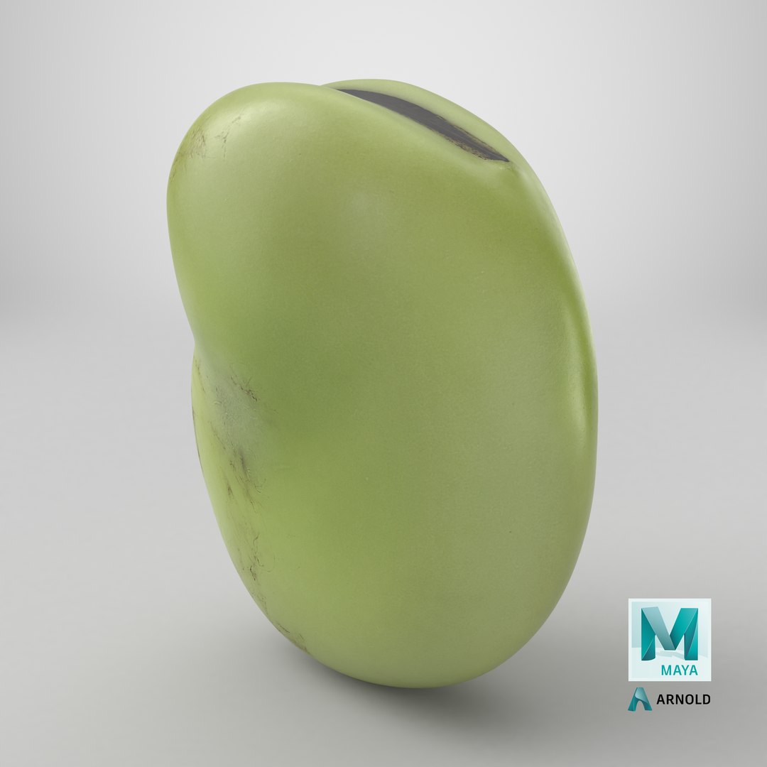 3D model Broad Bean Kernel - 3D Scanned https://p.turbosquid.com/ts-thumb/dz/H6SBf9/I1/stemcell_maya_arnold_render/png/1782794099/1920x1080/fit_q87/a3300f5fb47e414607a0d1b55930c5f764e227d2/stemcell_maya_arnold_render.jpg