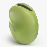 Broad Bean Kernel - 3D Scanned