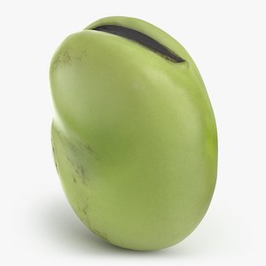 Broad Bean Kernel - 3D Scanned