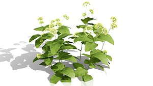 3D Native Milkweed Collection 3D model