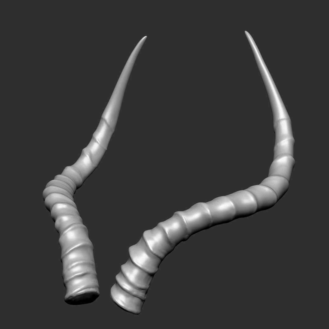 3D Impala Antelope Horns TurboSquid 1445355
