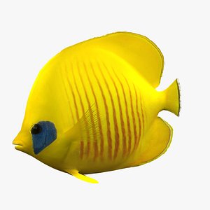 3dsmax bluecheek butterfly fish