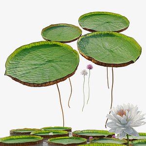 Victoria water lily 3D