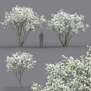 3D flowering trees 2 model