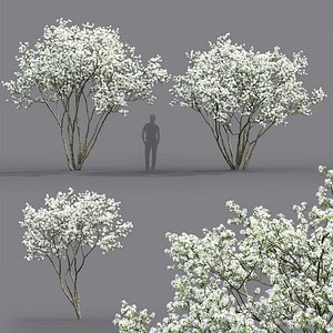 Amelanchier flowering #2