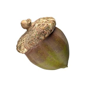 Acorn v1 3D model