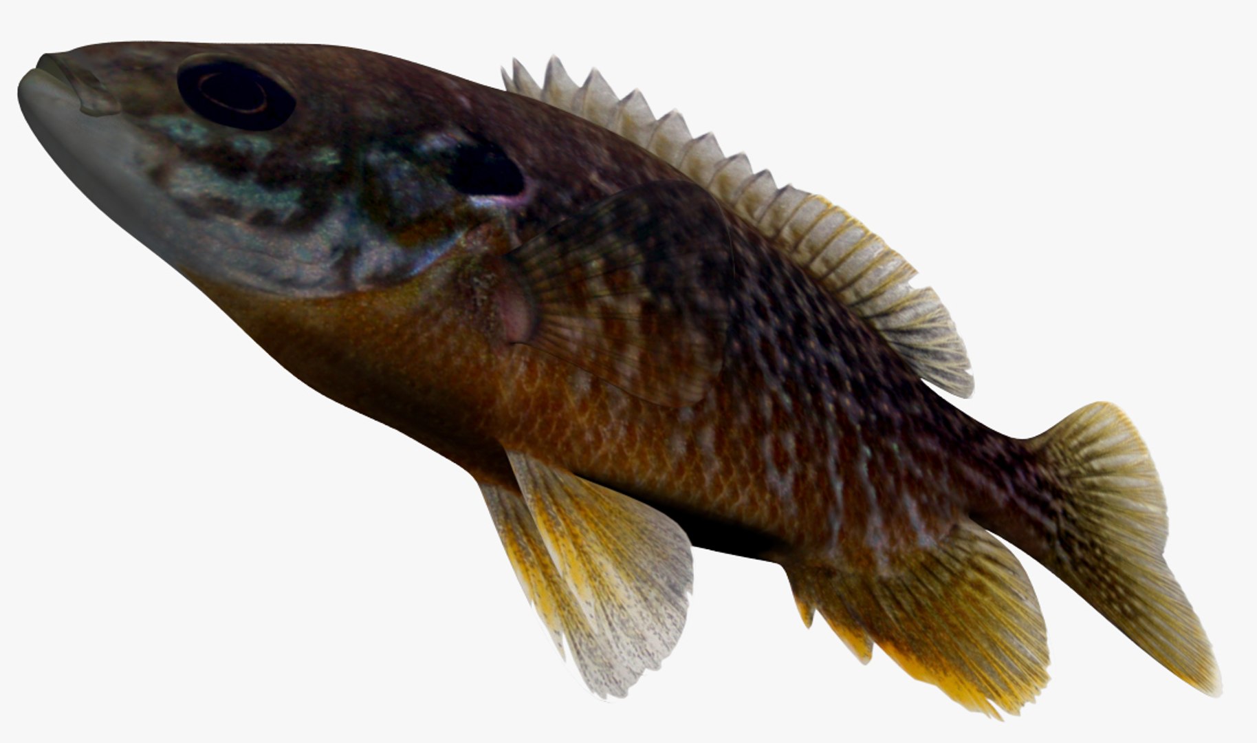 hybrid sunfish 3D model https://p.turbosquid.com/ts-thumb/dz/oc0hgd/SWjeJOC2/2/jpg/1505981494/1920x1080/fit_q87/29960c4ee207c569f2bde0a3900d3b2f4100d007/2.jpg