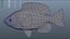 Hybrydowy Sunfish