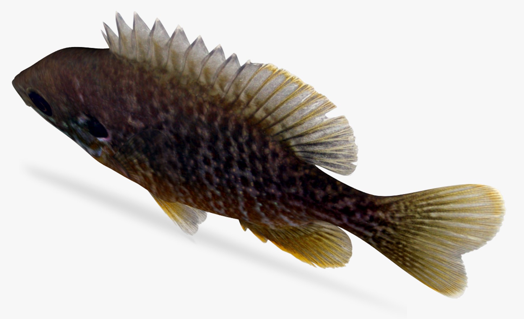 hybrid sunfish 3D model https://p.turbosquid.com/ts-thumb/dz/oc0hgd/qtJopnhv/4/jpg/1505981494/1920x1080/fit_q87/638cd0f2a535c03ce74f2f9203db7d950e60ee1c/4.jpg