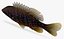 Hybrydowy Sunfish