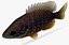 Hybrydowy Sunfish