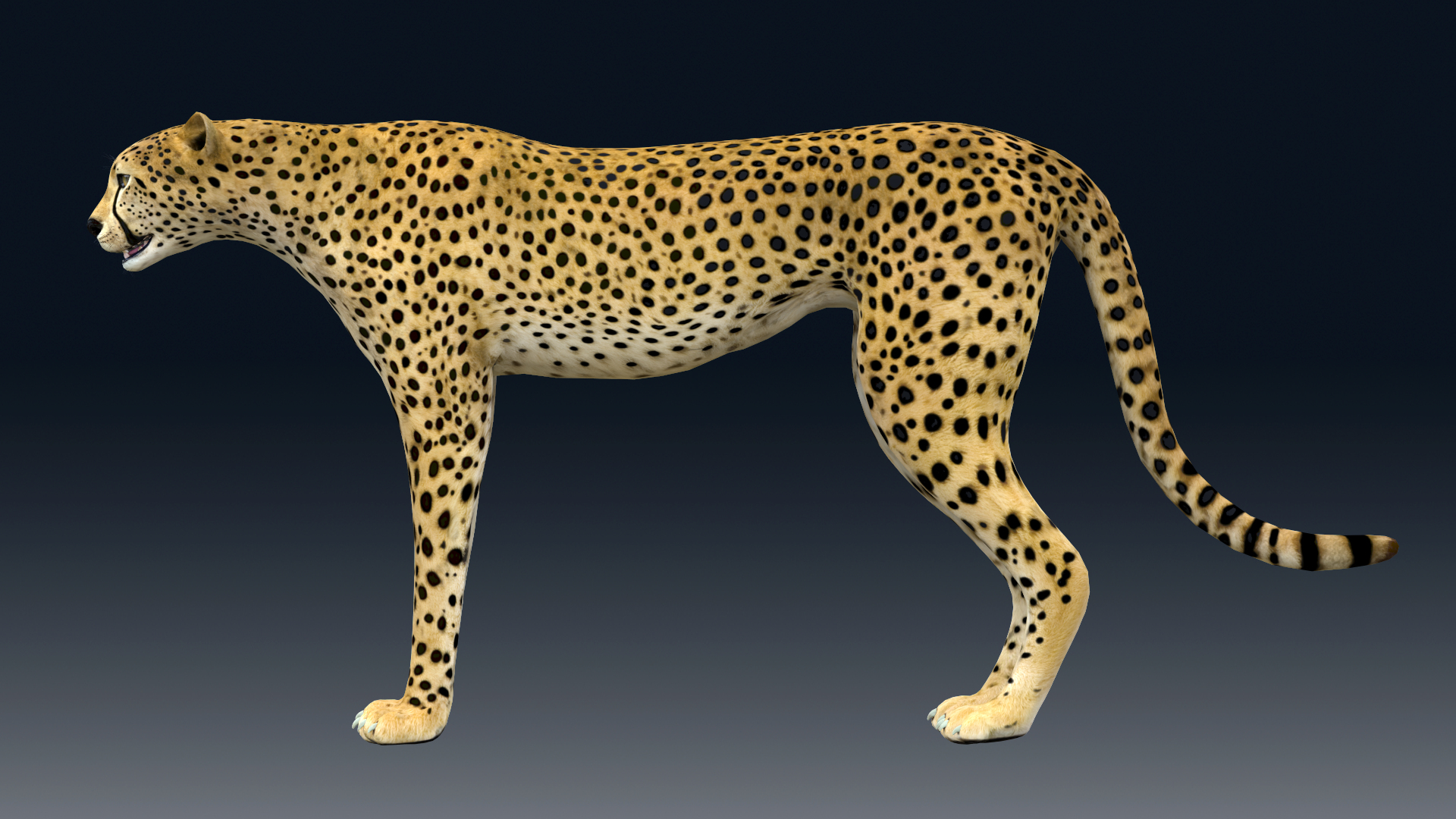 Cheetah Rigged NO FUR 3D Model - TurboSquid 1970402