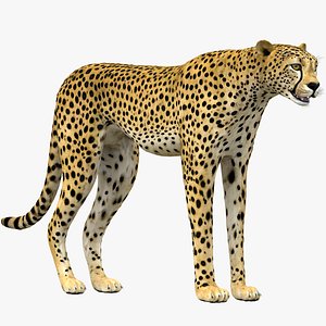 Cheetah Rigged NO FUR 3D model