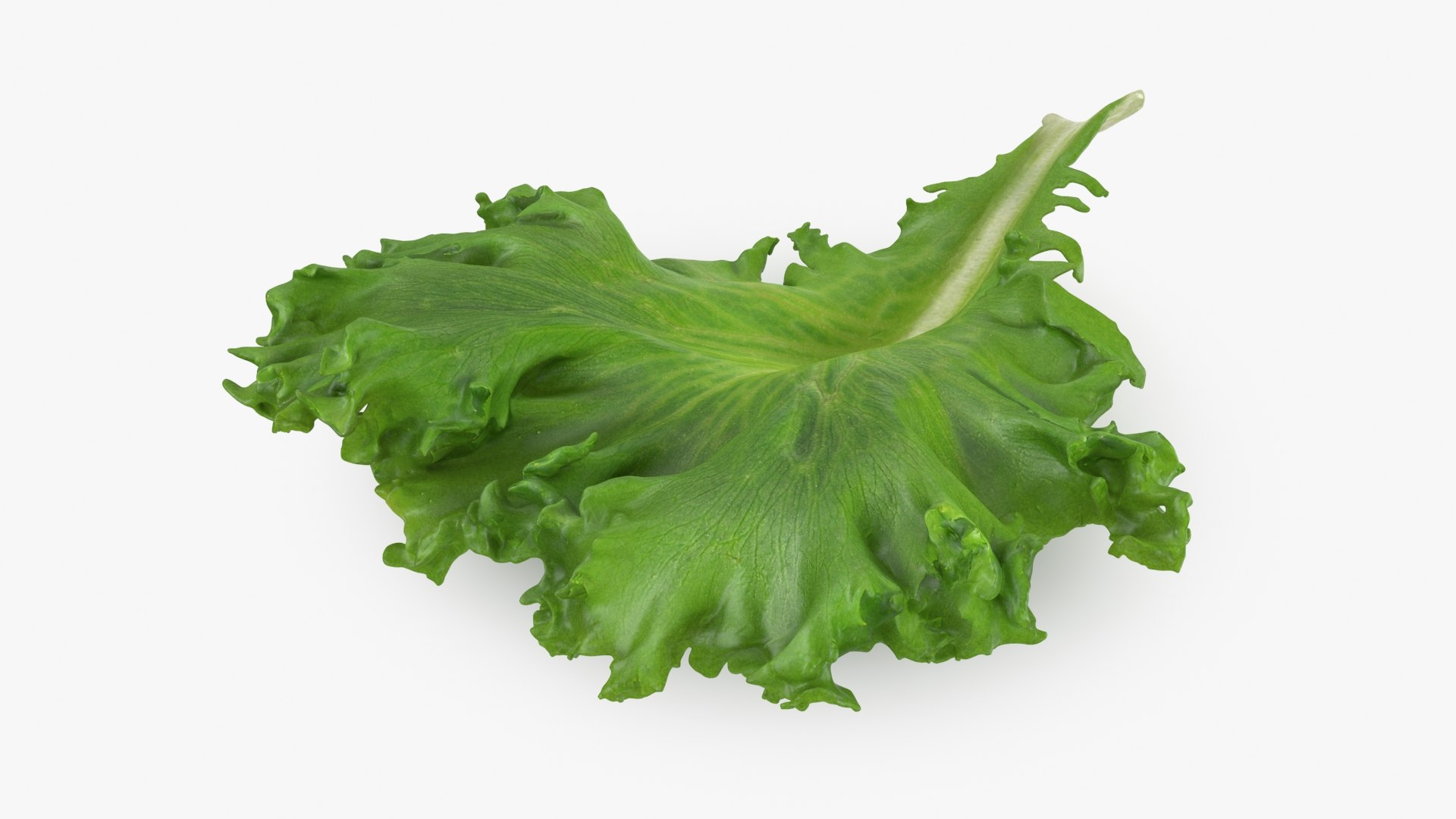 3D Frillice Iceberg Leaf https://p.turbosquid.com/ts-thumb/dz/pomIbf/4a/frilliceicebergleaf2_b0004/jpg/1715760664/1920x1080/fit_q87/d8169b5972b60236924247deae93aad1e0988d37/frilliceicebergleaf2_b0004.jpg