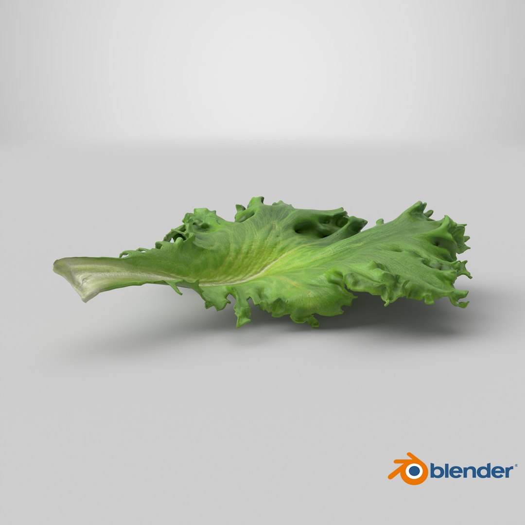 3D Frillice Iceberg Leaf https://p.turbosquid.com/ts-thumb/dz/pomIbf/7g/stemcell_blender_cycles_render/png/1746792519/1920x1080/fit_q87/cf9d59ff0351cf9675e58196e89cd196587bc9a7/stemcell_blender_cycles_render.jpg